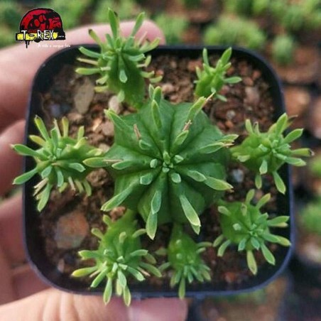 muda de suculenta