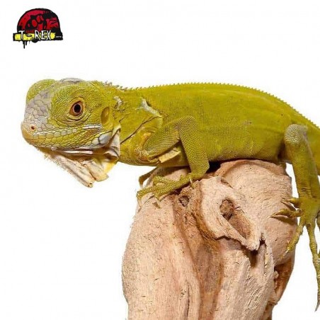 comprar filhote de iguana