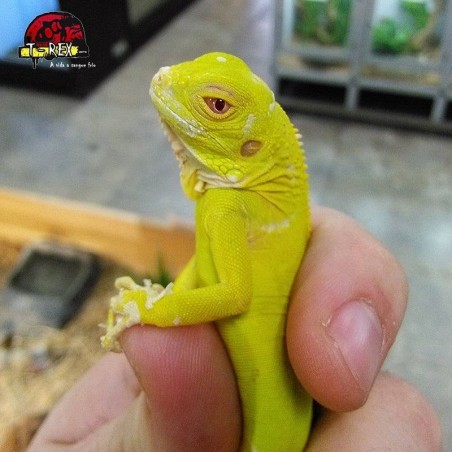 Criadouro de Filhotes de Iguana