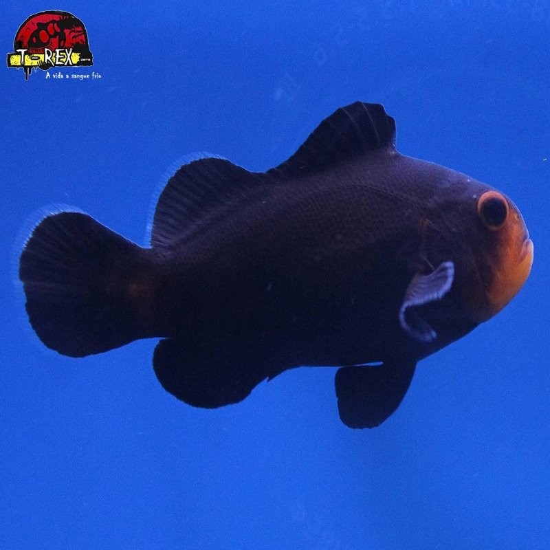 comprar peixes de água salgada