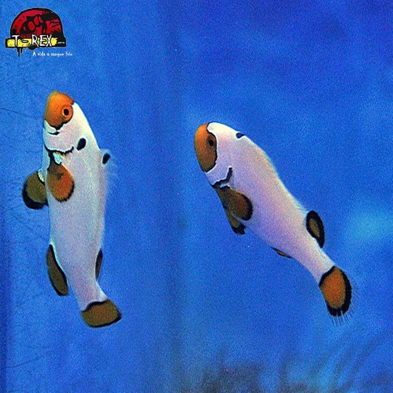 comprar peixes de água salgada