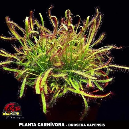 comprar muda de planta carnivora