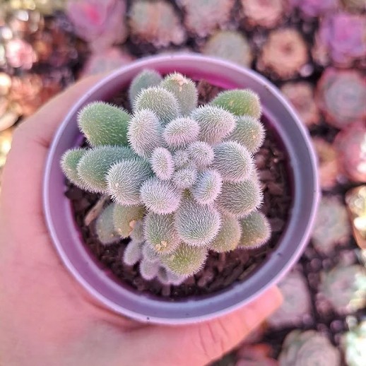 venda de suculenta