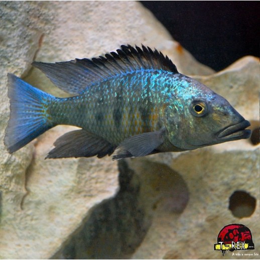 Peixe Ciclídeo Africano -...