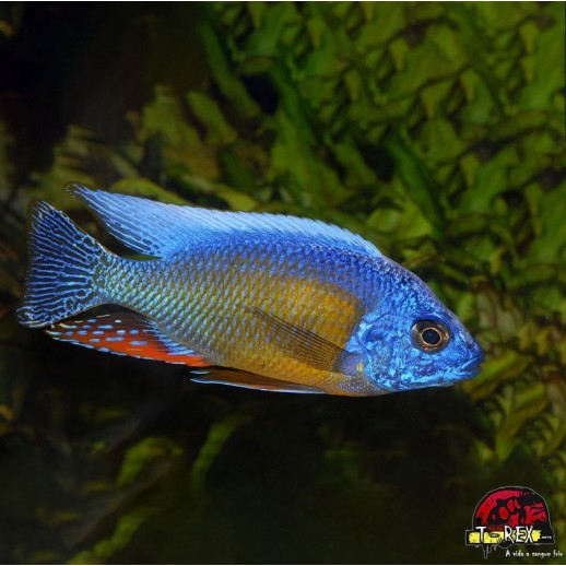 AULONOCARA STUARTGRANTI BLUE NEON 3 cm