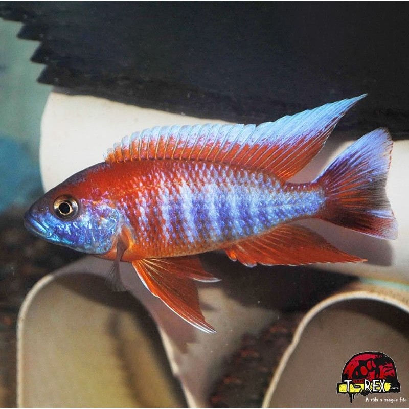 AULONOCARA STUARTGRANTI BLUE NEON 3 cm