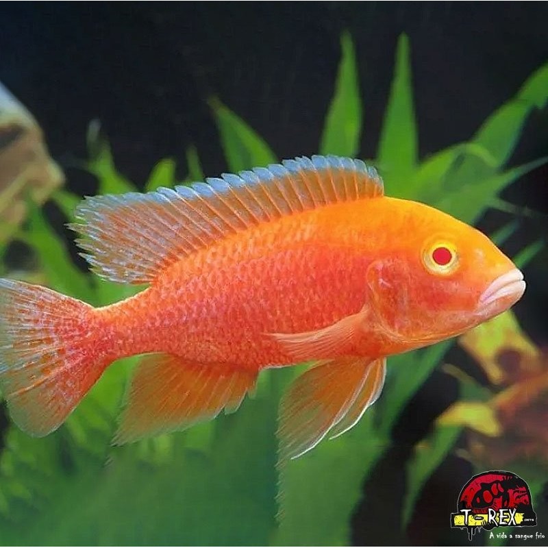 AULONOCARA EUREKA ALBINA SUPER COLOR