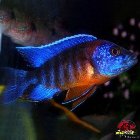 AULONOCARA HANSBAENSCHI RED FLASH