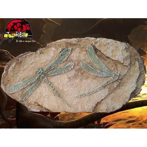 Fóssil Velociraptor