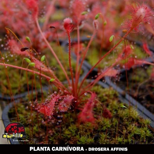 venda de Drosera Affinis carnivora