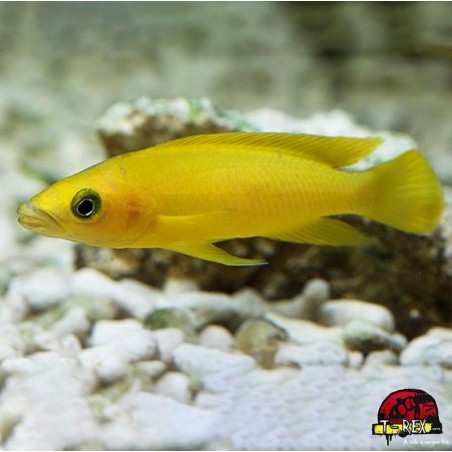 NEOLAMPROLOGUS LELEUPI