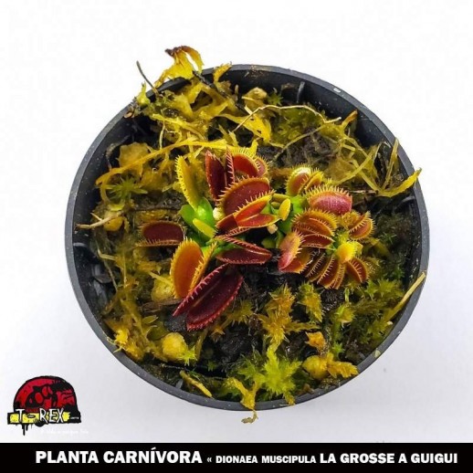 onde comprar plantas carnivoras