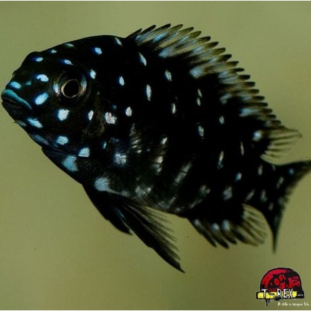 TROPHEUS DUBOISI