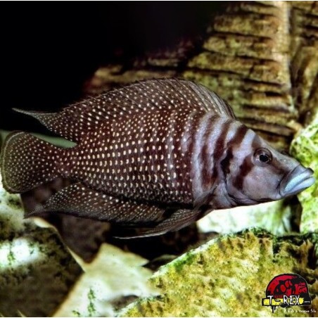 LAMPROLOGUS CALVUS BLACK