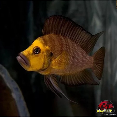 ALTOLAMPROLOGUS COMPRESSICEPS GOLD HEAD