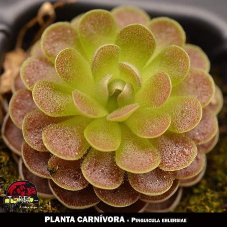 planta carnivoria Pinguicula