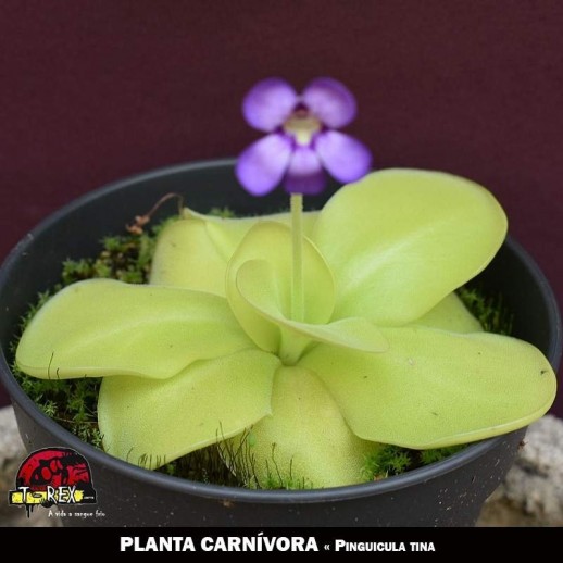 venda de plantas carnivoras online