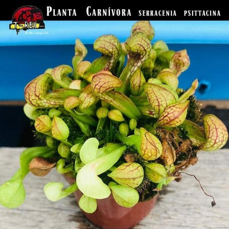 Planta Carnivora Serracenia Psitacinna