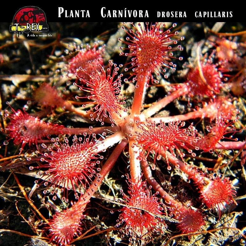 comprar uma planta carnívora