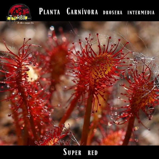 como cuidar de uma planta carnívora