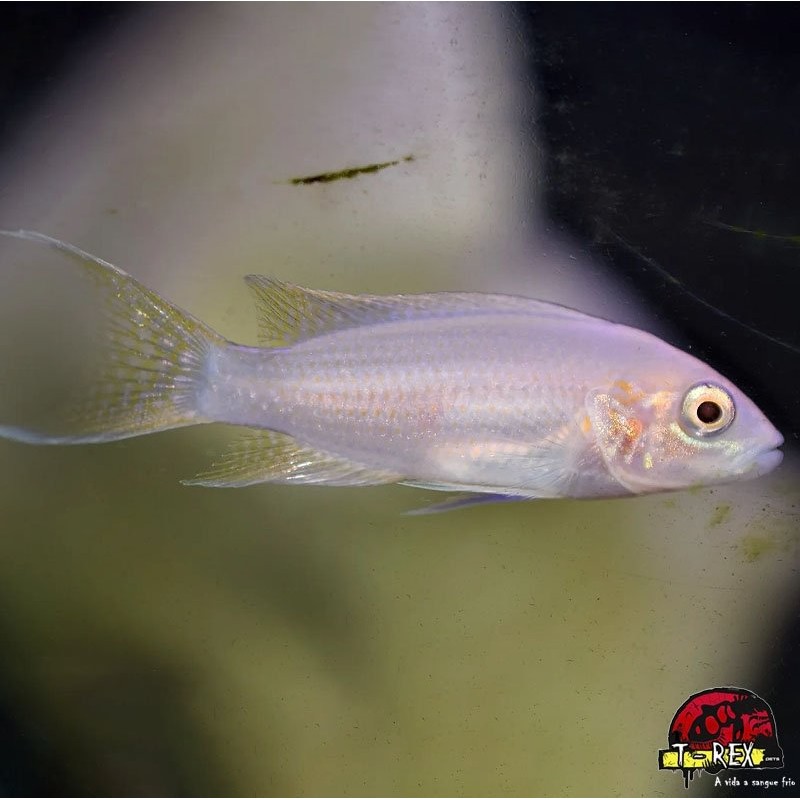 NEOLAMPROLOGUS BRICHARDI ALBINO