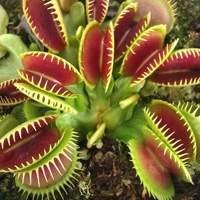 PLANTAS