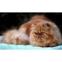 Gatos