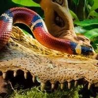 Serpentes