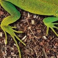 Substrato para Répteis - Melhore o Habitat do Seu Pet