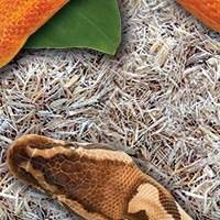 Substrato para Serpentes - Compre Online com Qualidade Garantida