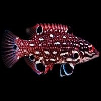 Hogfish (Bodianus)