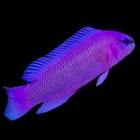 Pseudochromis