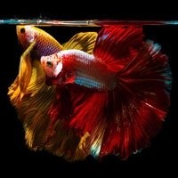 Bettas