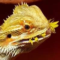 Lâmpadas para Répteis e Terrários | T-RexPets