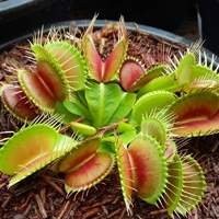 Plantas Carnívoras Dioneia