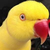Ring Necks