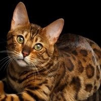 Bengal Cat